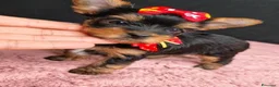 Meticcio cani in vendita: ✨Splendidi Yorkshire Terrier✨ - Annuncio 11