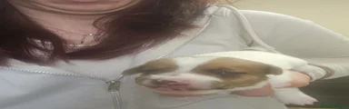 Jack Russell Cucciolo 3