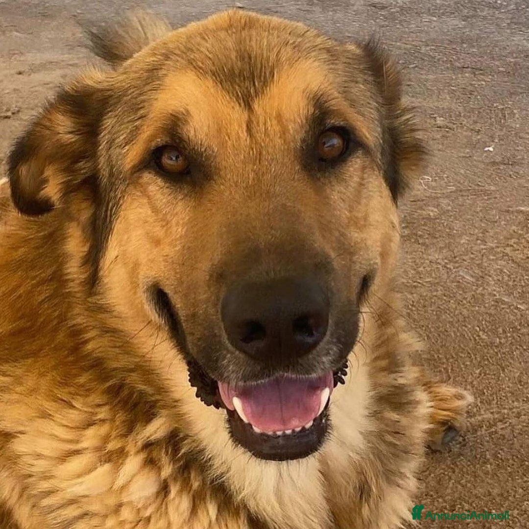 Meticcio cani in regalo: FULMINE dolce cagnolone 2 anni e mezzo cerca casa a Provincia di Latina - Annuncio 4