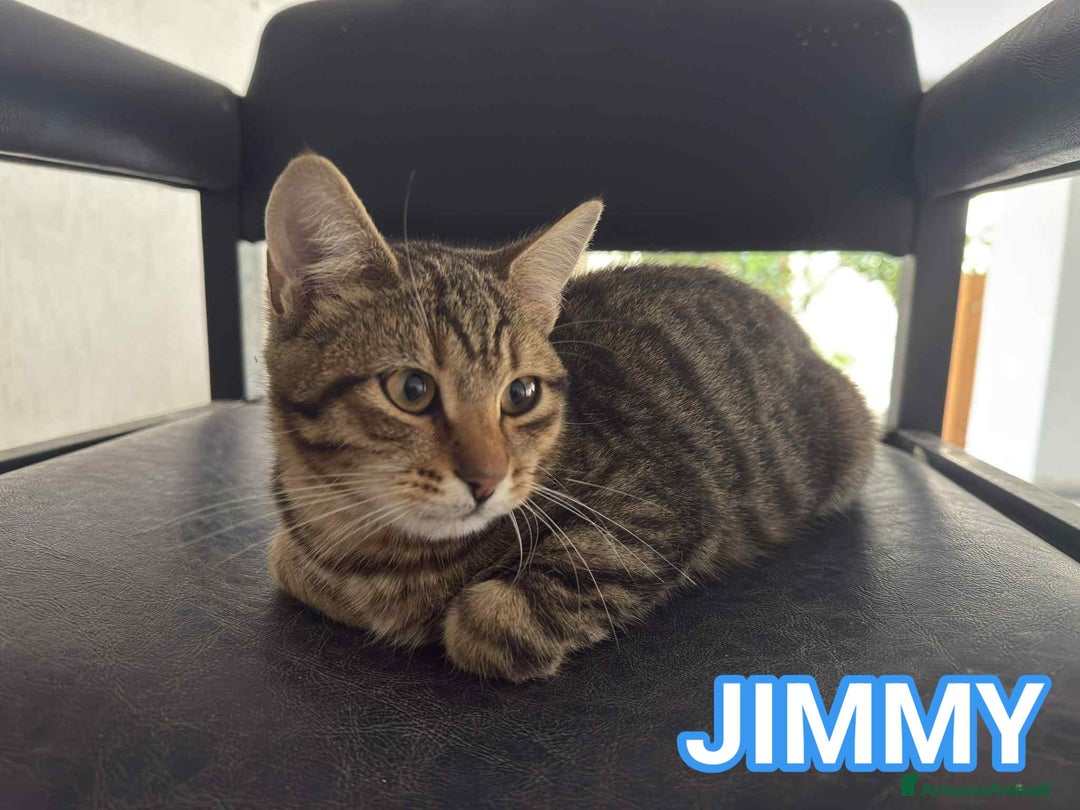 Europeo gatti in regalo: Tenero micino in adozione , JIMMY! - Annuncio 1