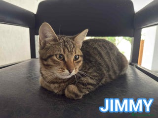 Europeo gatti Tenero micino in adozione , JIMMY! - Annuncio 2
