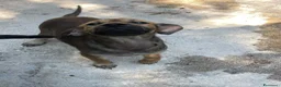 Meticcio cani in regalo: OMBRA MEDIO PICCOLA a Provincia di Piacenza - Annuncio 11