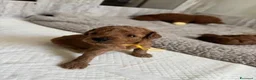 Barboncino Toy cani in vendita: Cuccioli di Barboncino Toy di Razza Pura - Annuncio 5