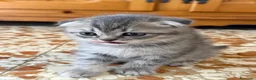 Scottish gatti in vendita: Disponibile - Annuncio 4