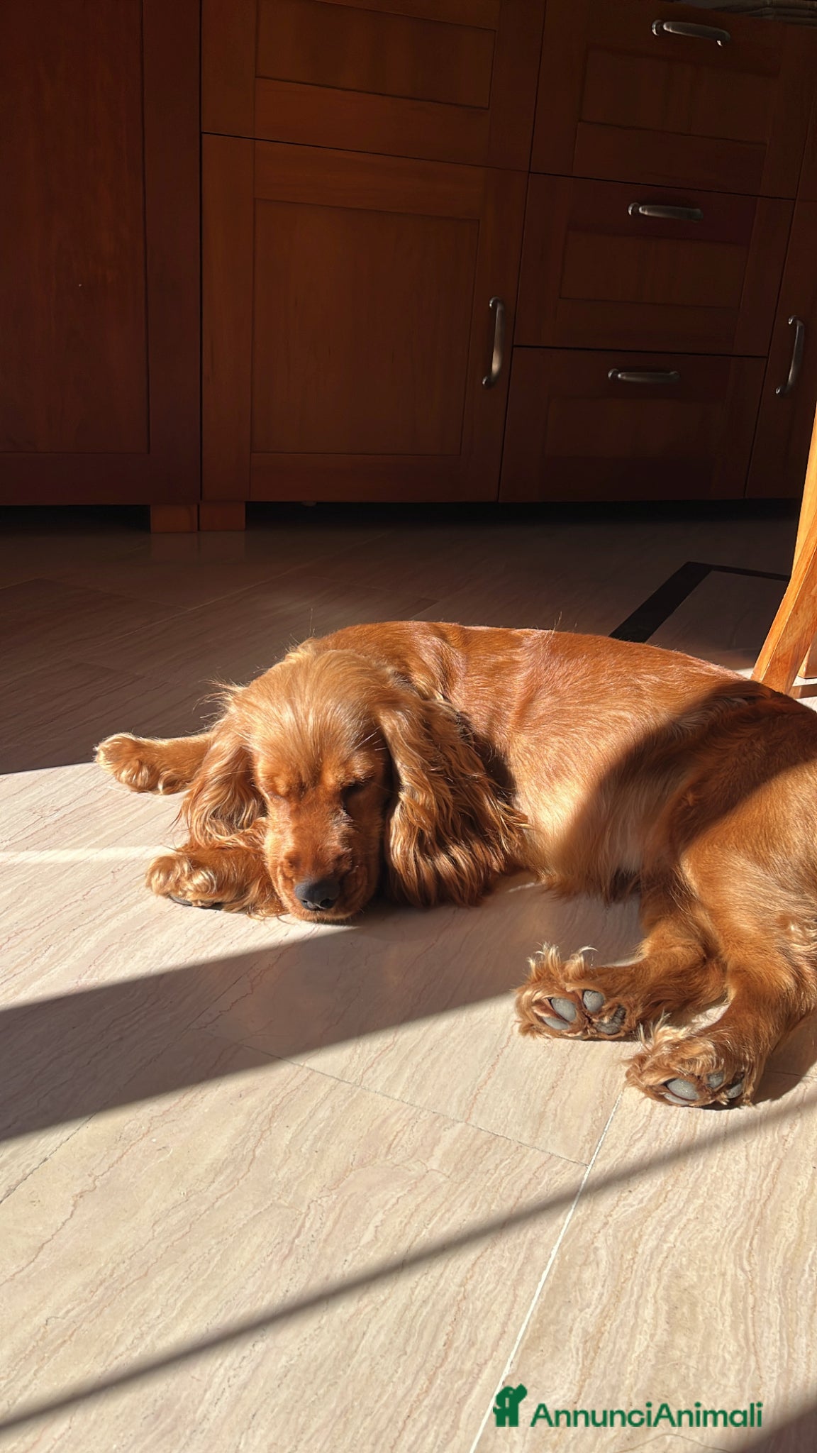 Cocker cani Cucciola cocker spaniel cerca famiglia - Annuncio 1