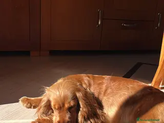 Cocker cani Cucciola cocker spaniel cerca famiglia - Annuncio 1