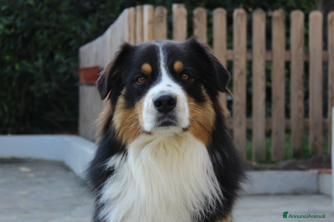 Australian Shepherd cani per accoppiamento: Disponibile per monta - Annuncio 3