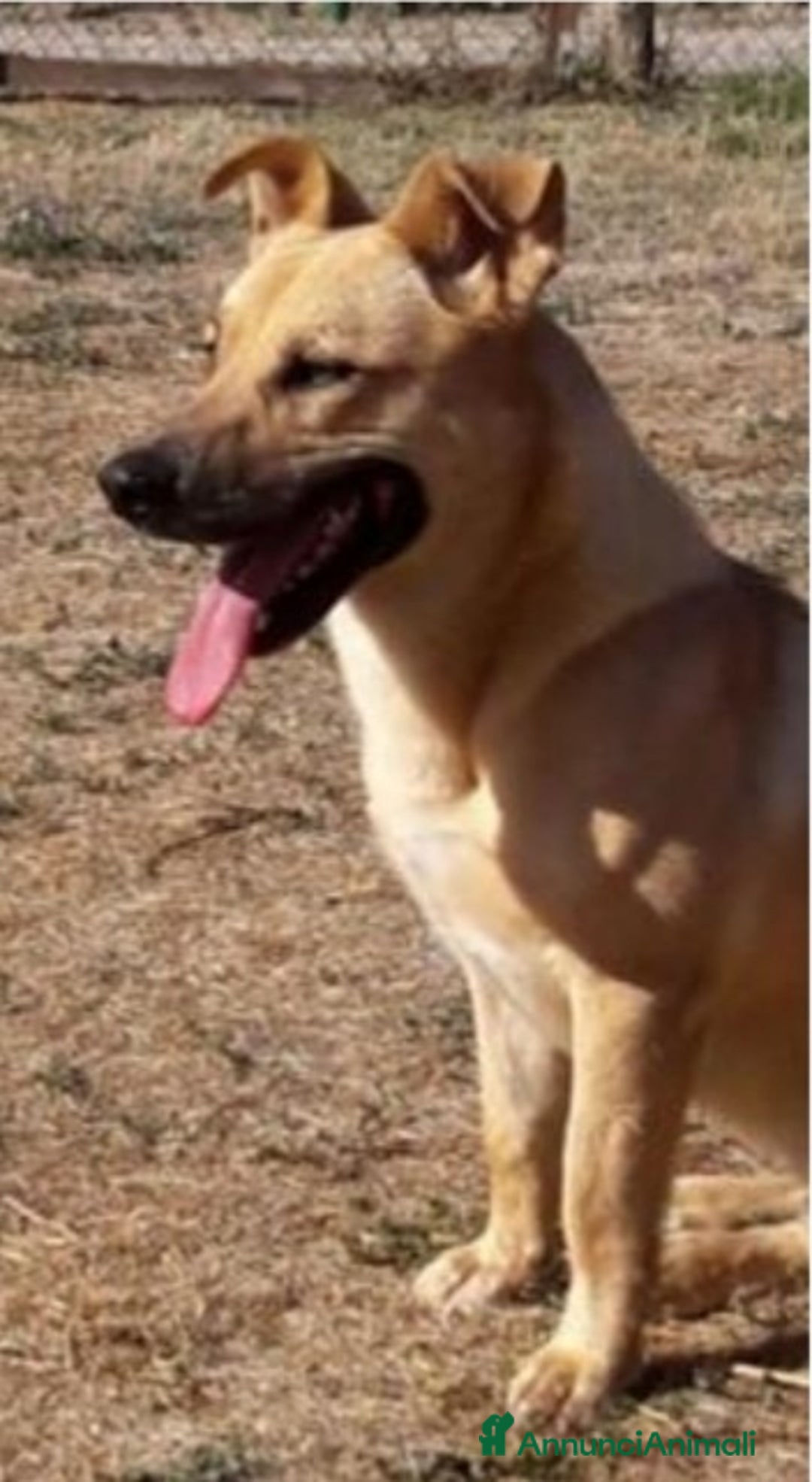 Meticcio cani in regalo: Red 4anni zampette corte in canile ROMA a Città metropolitana di Milano - Annuncio 3