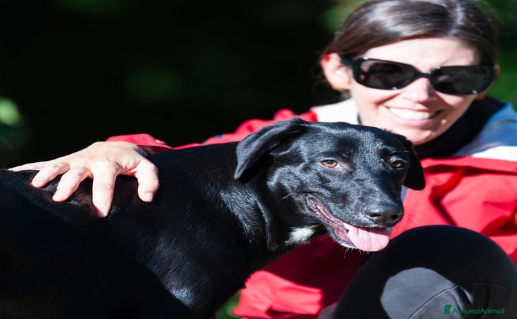 Altre razze cani - Annuncio 15