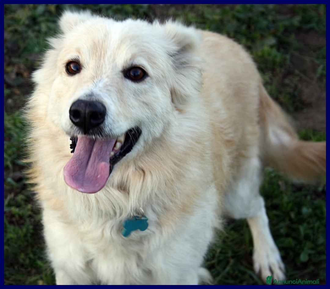 Meticcio cani in regalo: LUCKY-COTONE, IL NOSTRO ANGELO PELOSO, ASPETTA ANC a Città metropolitana di Milano - Annuncio 14