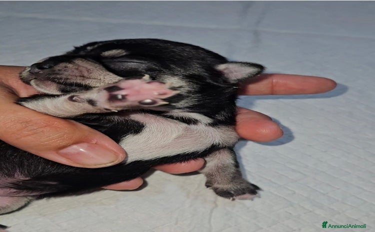 Chihuahua cani - Annuncio 9