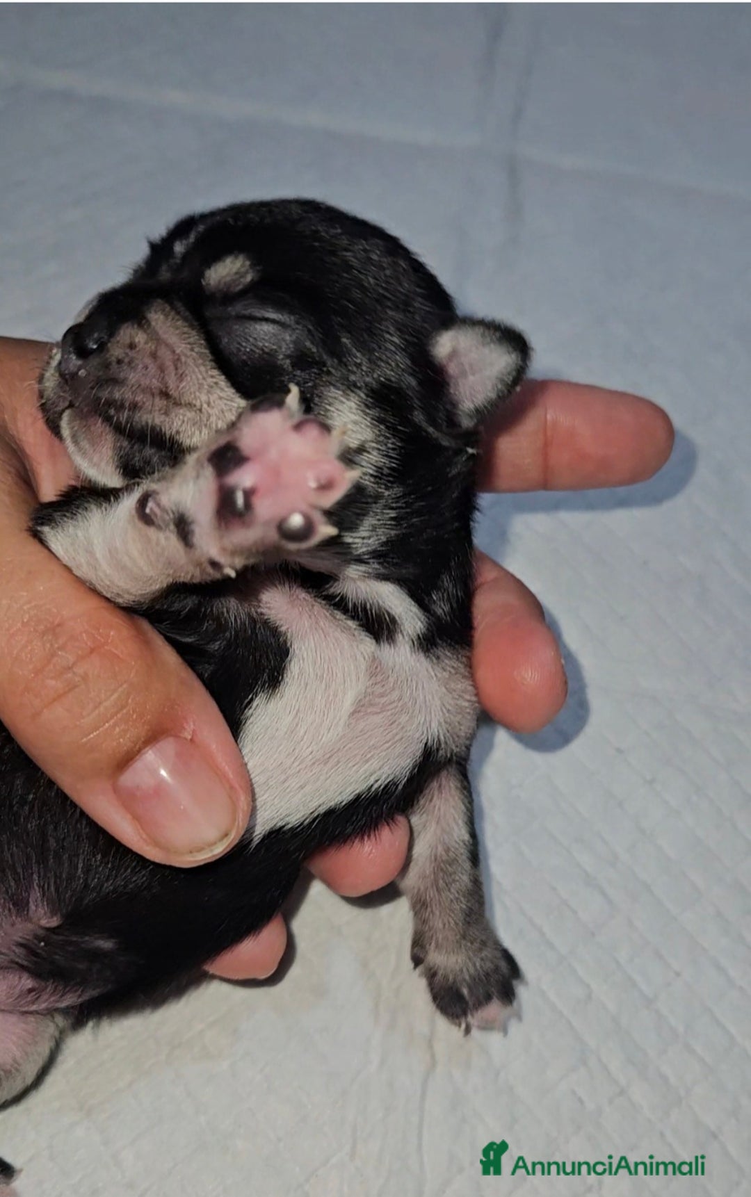 Chihuahua cani in vendita: Chihuahua pedigree Enci  - Annuncio 1