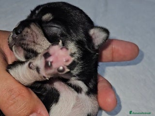 Chihuahua cani Chihuahua pedigree Enci - Annuncio 10