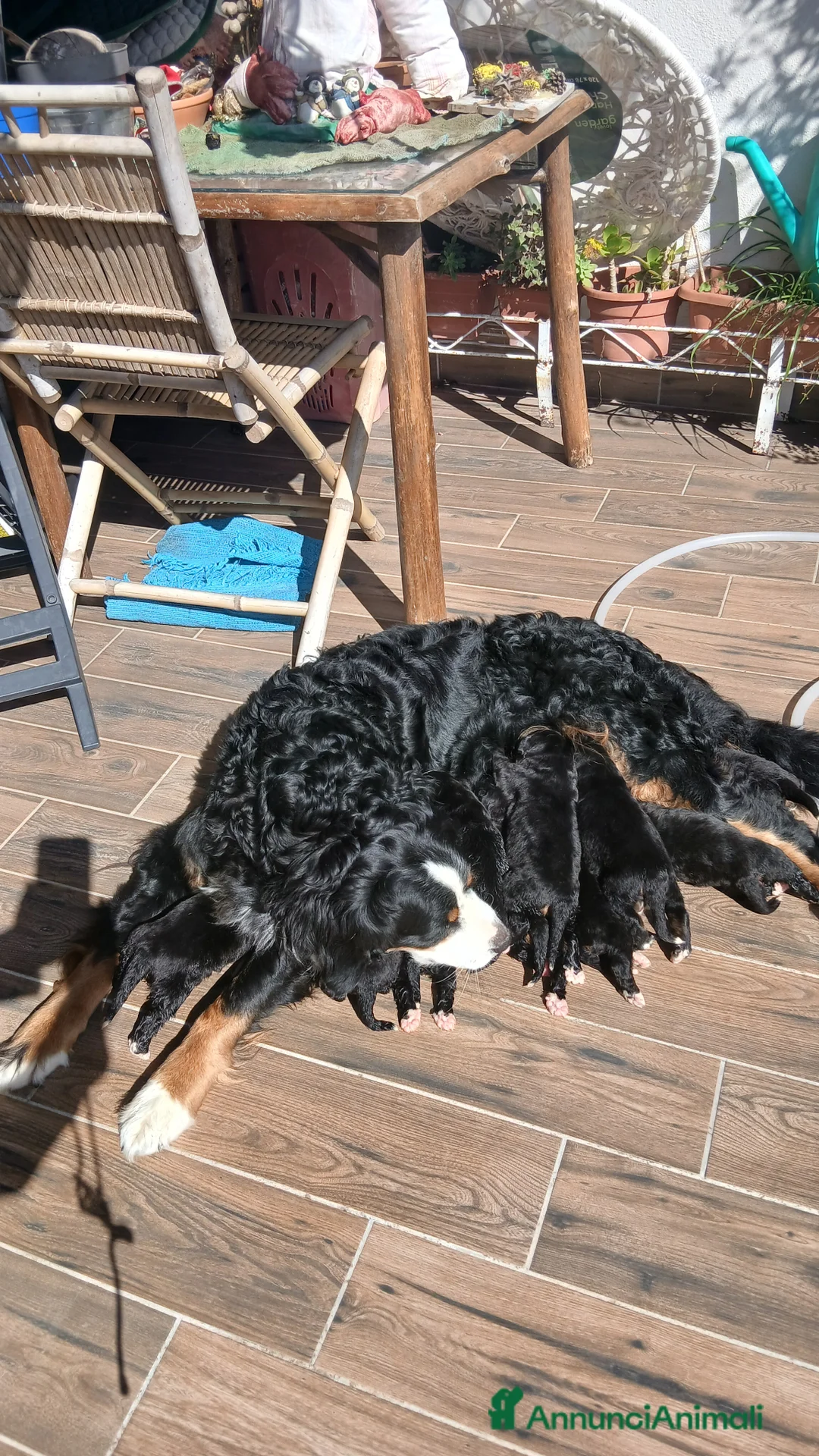 Bovaro del Bernese cani in vendita: Bovari del bernese a Città Metropolitana di Napoli - Annuncio 8