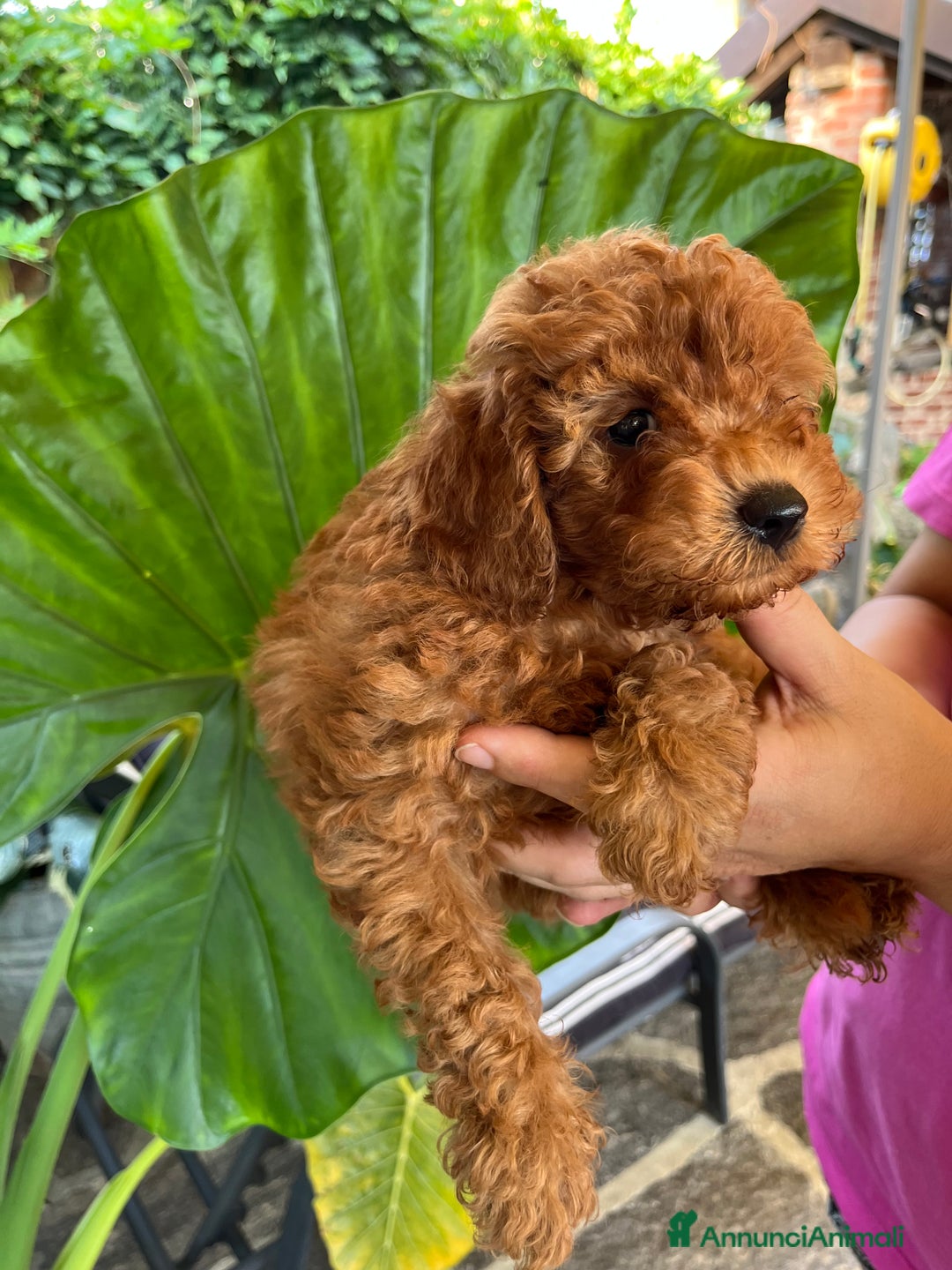 Barboncino cani in vendita: BARBONCINI FULVI TOY MINITOY E NANI CON PEDIGREE a Vercelli - Annuncio 16