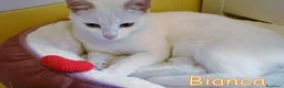 Europeo gatti in regalo: MILANO: BIANCA BELLISSIMA GATTINA - Annuncio 4