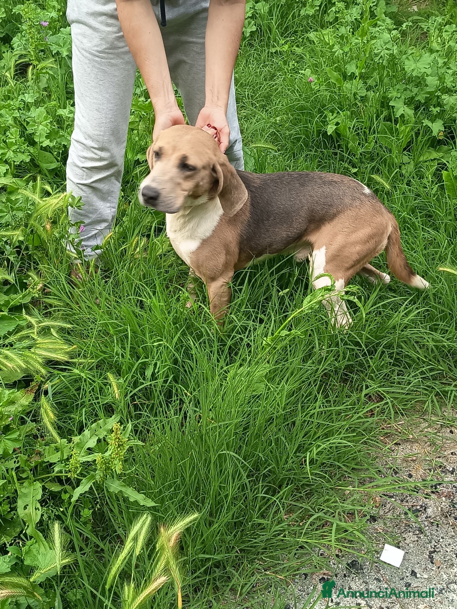 Beagle cani Beagle harrier  - Annuncio 1