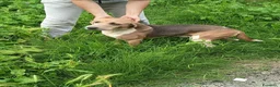 Beagle cani in vendita: Beagle harrier  a Provincia di Pavia - Annuncio 1
