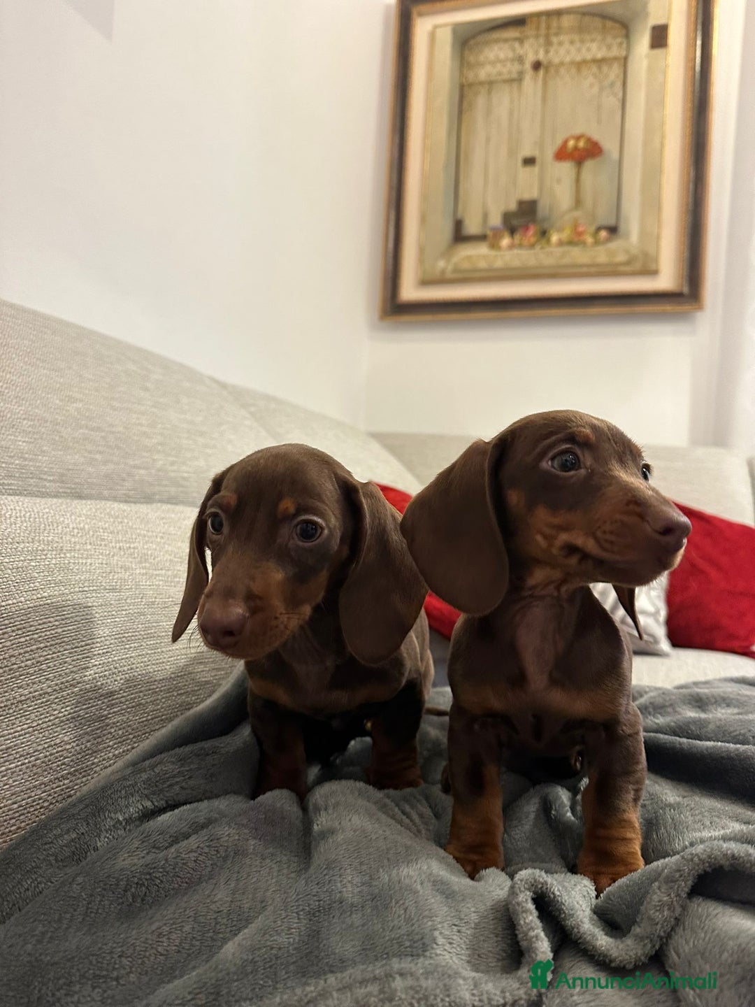 Bassotto cani in vendita: cuccioli di Bassotto nano chocolate - Annuncio 6