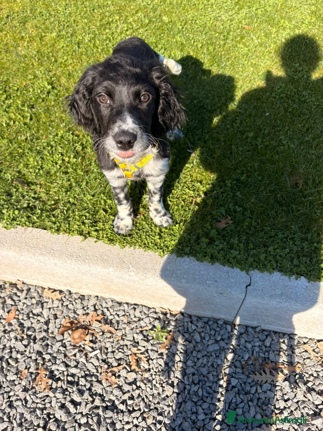 Meticcio cani in regalo: Pongo cerca una nuova casa a Città metropolitana di Roma Capitale - Annuncio 4