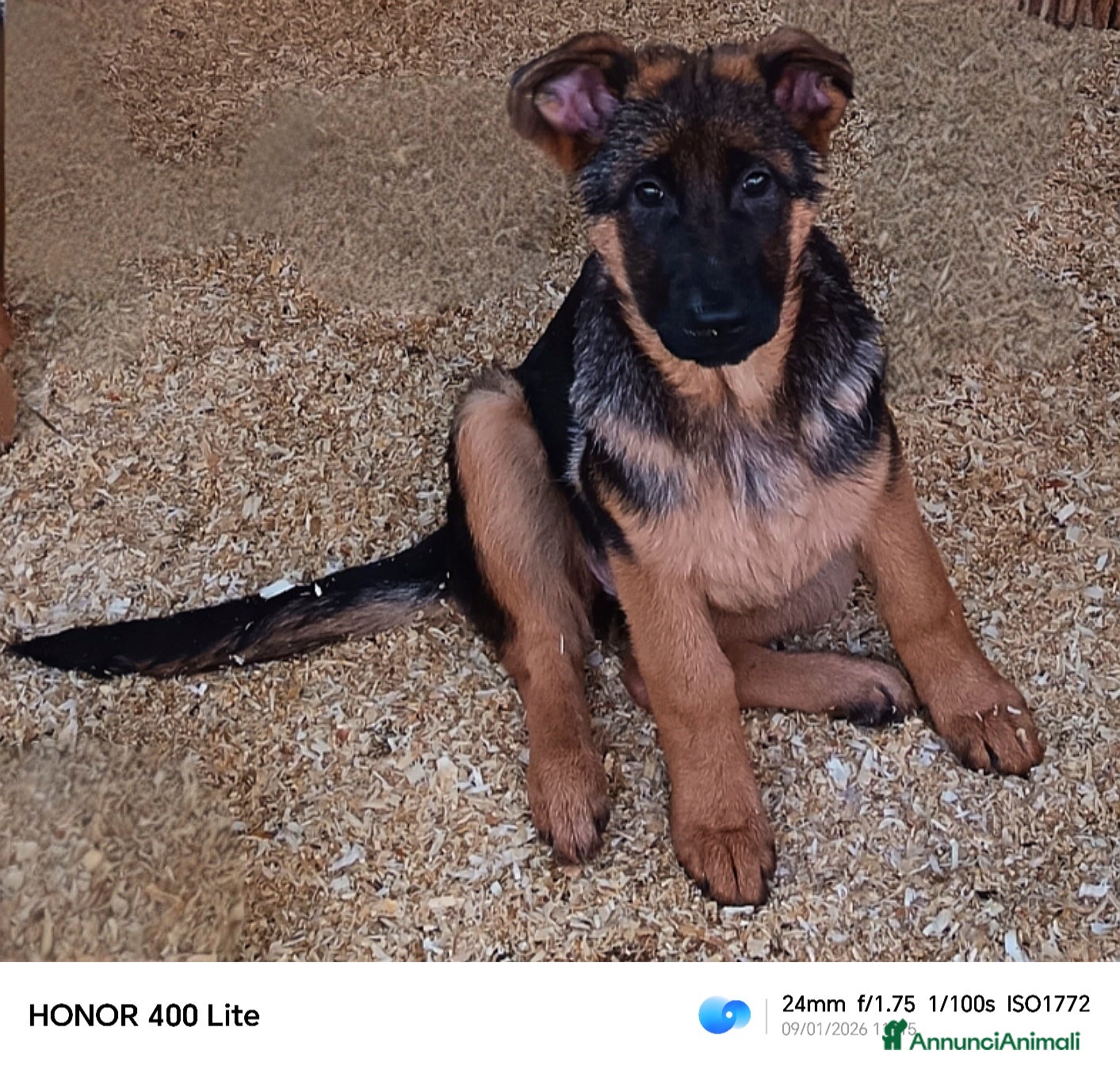 Pastore Tedesco cani Cucciole femmine di pastore tedesco già pronte  - Annuncio 2