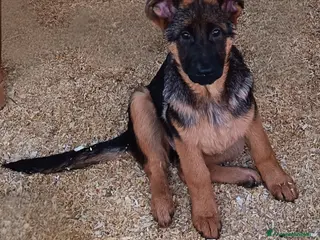 Pastore Tedesco cani Cucciole femmine di pastore tedesco già pronte - Annuncio 37