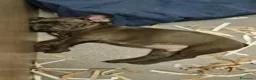 Bulldog Francese cani in vendita: Bulldog Francesi cuccioli in Allevamento - Annuncio 3