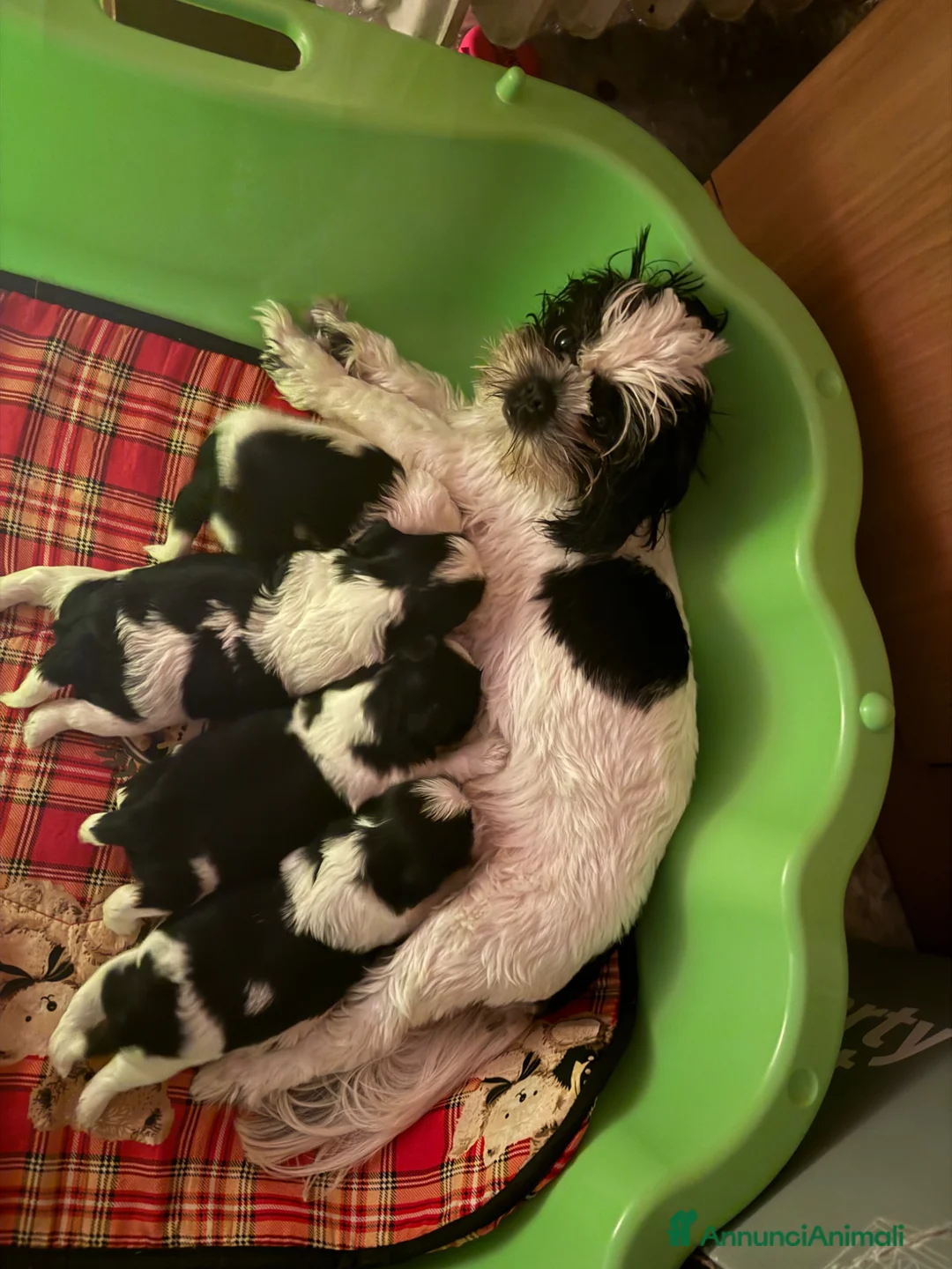 Shih Tzu cani in vendita: cuccioli di shitzu a Provincia di Alessandria - Annuncio 13