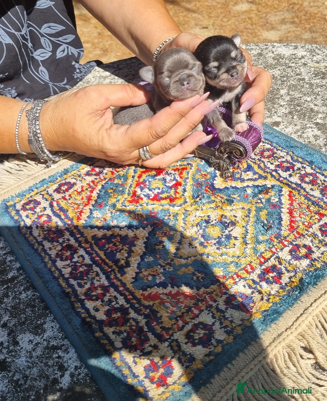 Chihuahua cani in vendita: Cuccioli di  chihuahua  a Città Metropolitana di Torino - Immagine 5