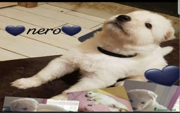 Pastore Svizzero cani in vendita: Cuccioli pastore svizzero bianco  a Province of Brescia - Immagine 1