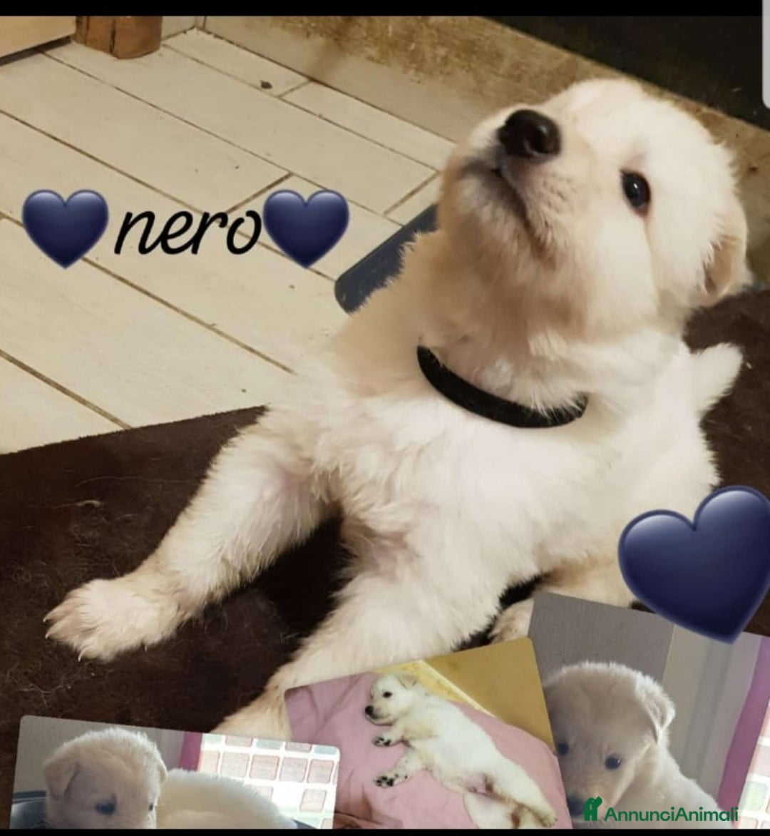 Pastore Svizzero cani in vendita: Cuccioli pastore svizzero bianco  a Province of Brescia - Immagine 1