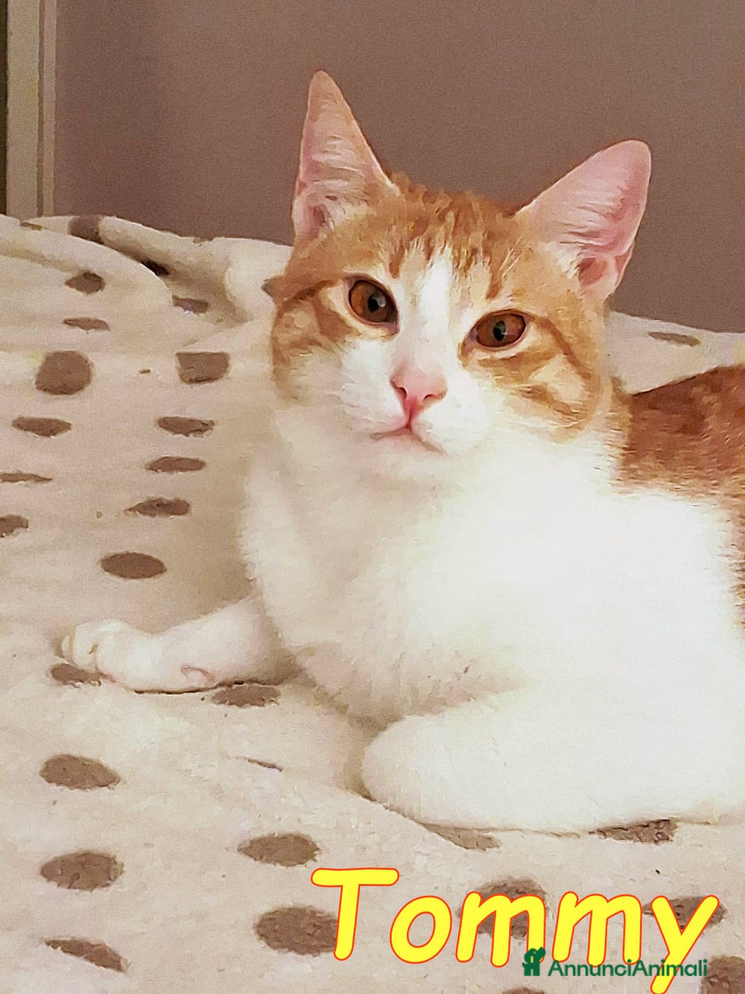 Europeo gatti in regalo: DUE AMORI DI GATTINI  - Annuncio 9