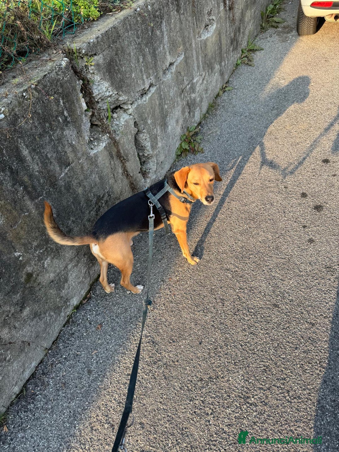 Altre razze cani in regalo: argo  - Annuncio 3