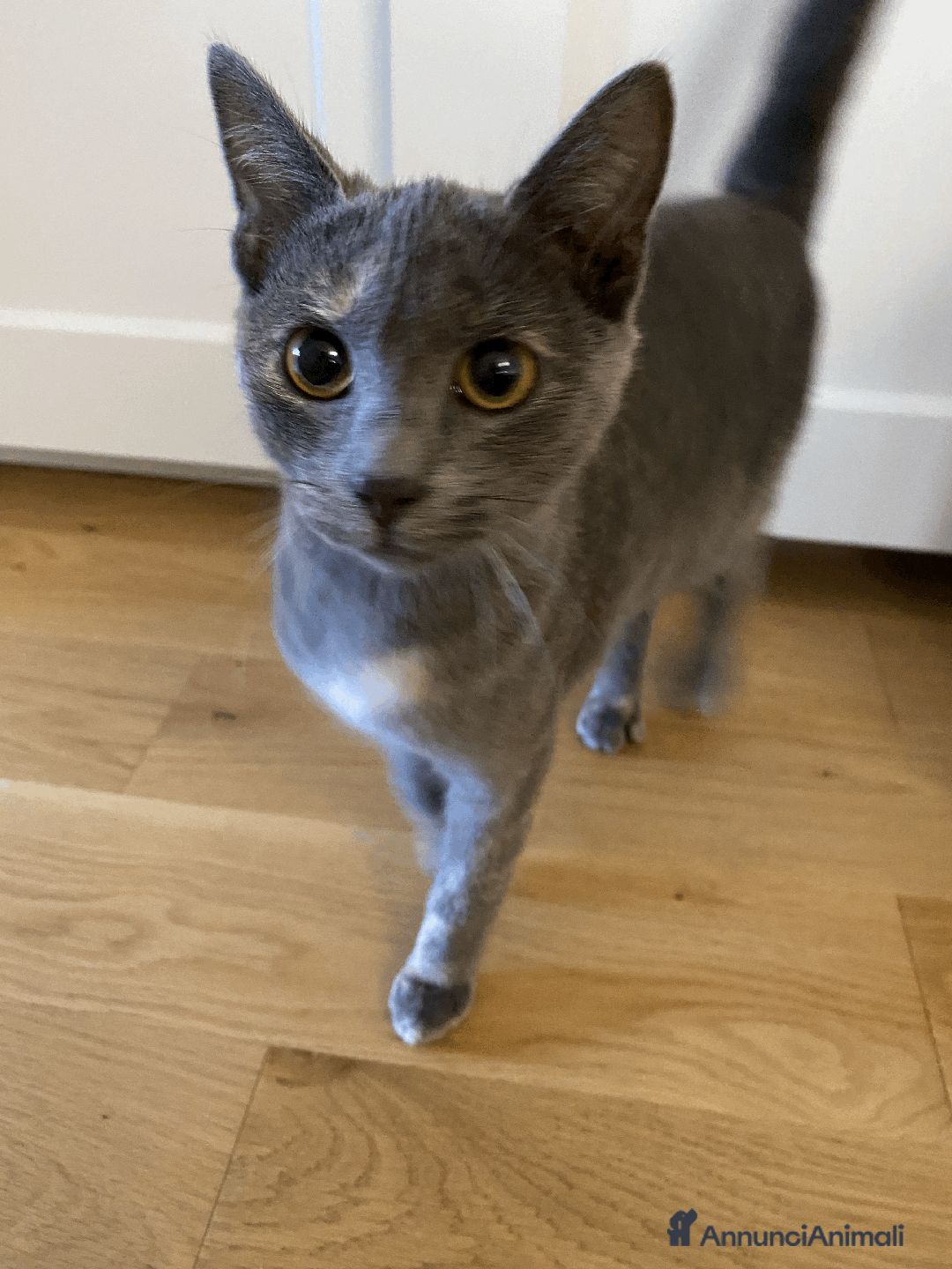 Europeo gatti in regalo: Gattina in adozione - Annuncio 1