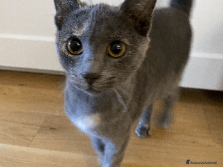 Europeo gatti Gattina in adozione - Annuncio 35