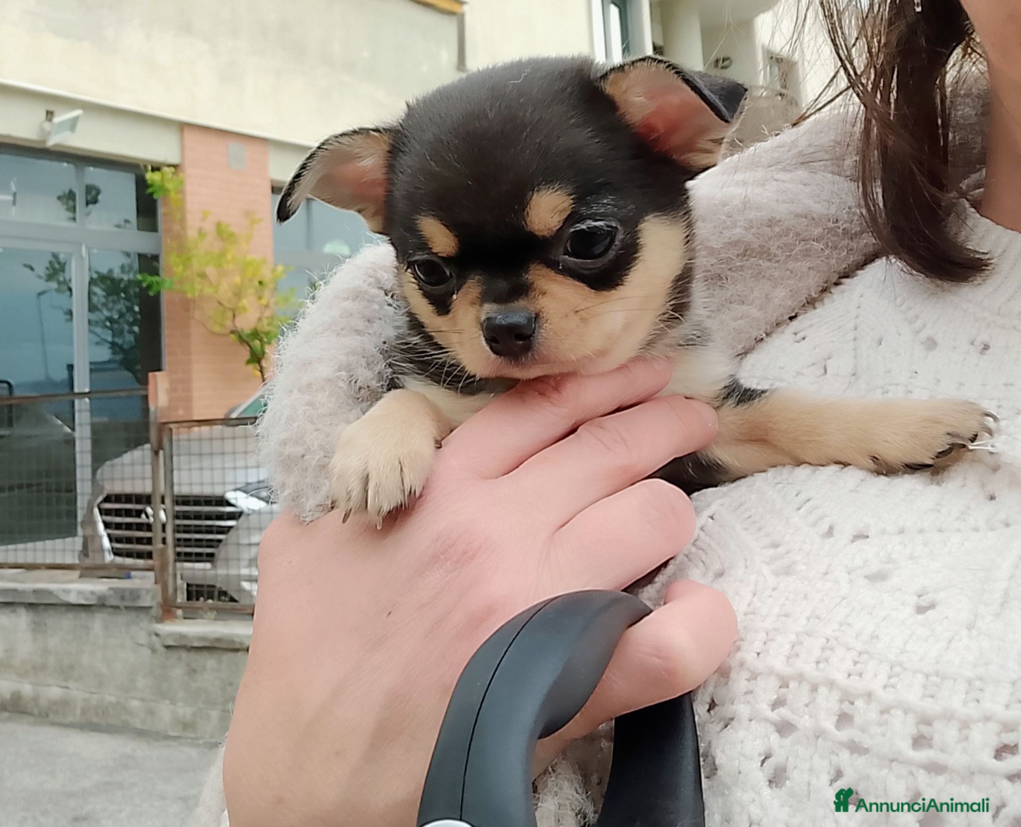 Chihuahua cani Chihuahua pedigree ENCI  - Annuncio 3