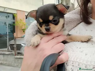 Chihuahua cani Chihuahua pedigree ENCI - Annuncio 3