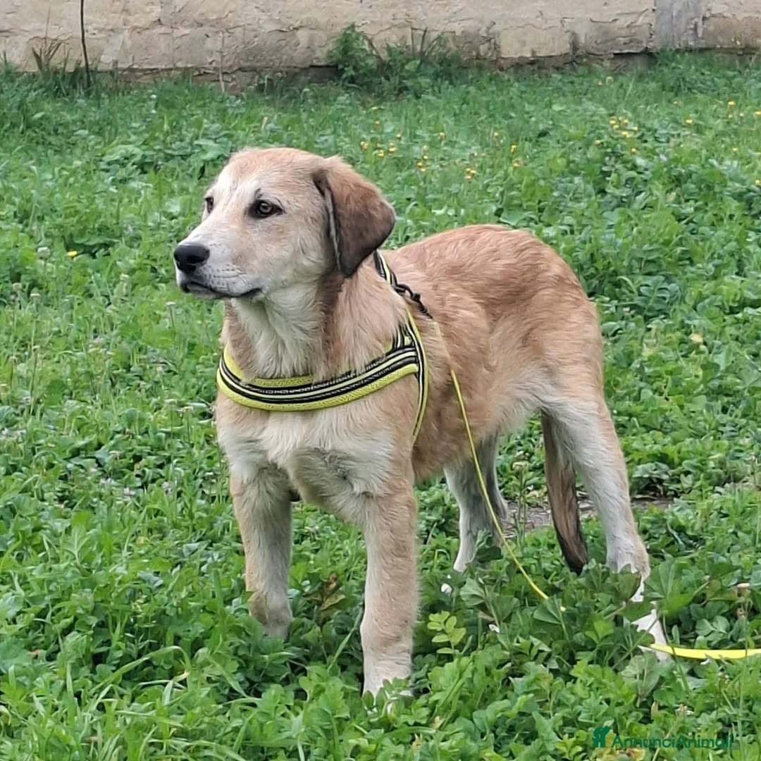Meticcio cani in regalo: Etna  - Annuncio 2