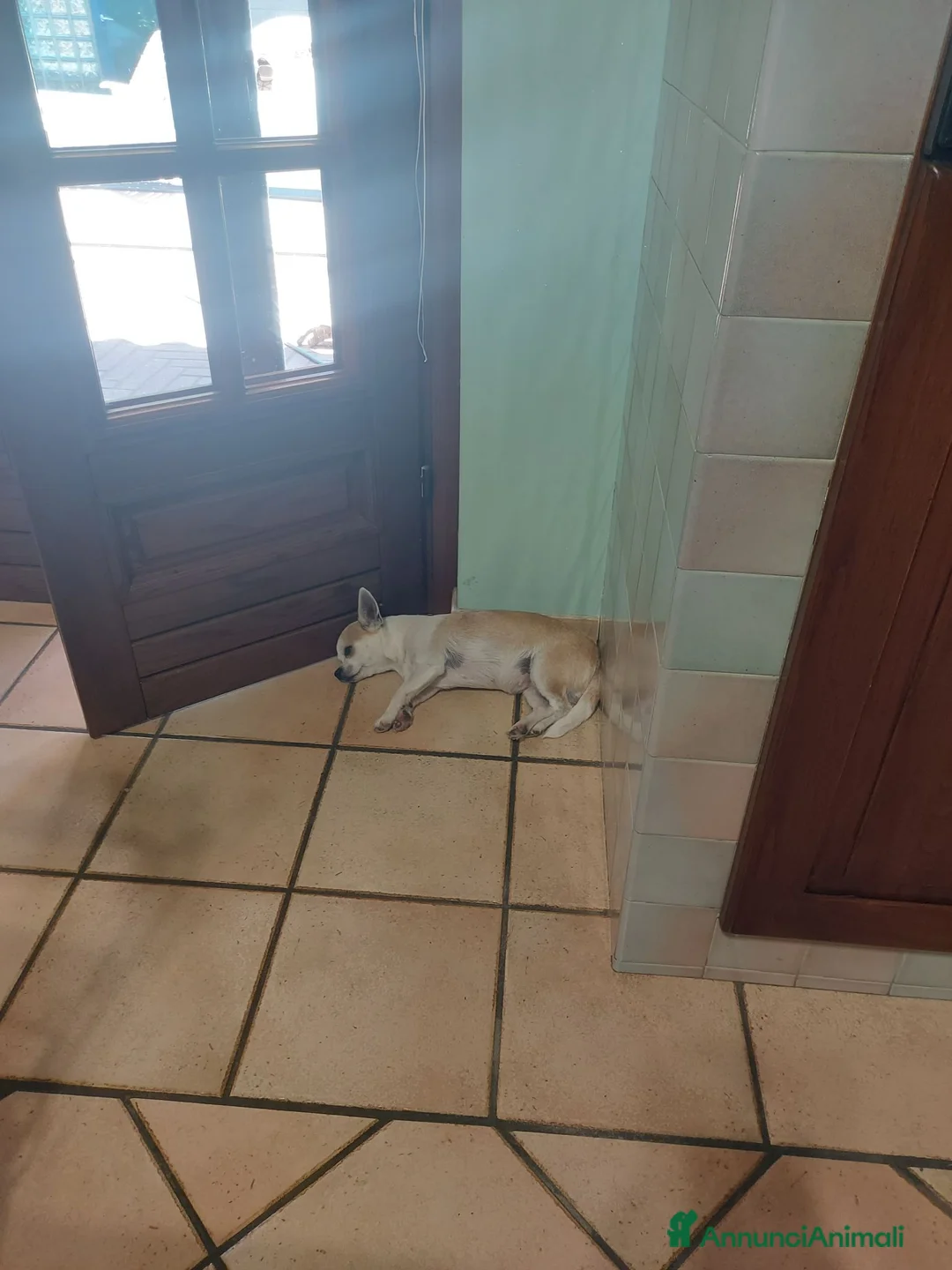 Chihuahua cani in vendita: Cucciola chihuahua femmina con pedigree  - Annuncio 2