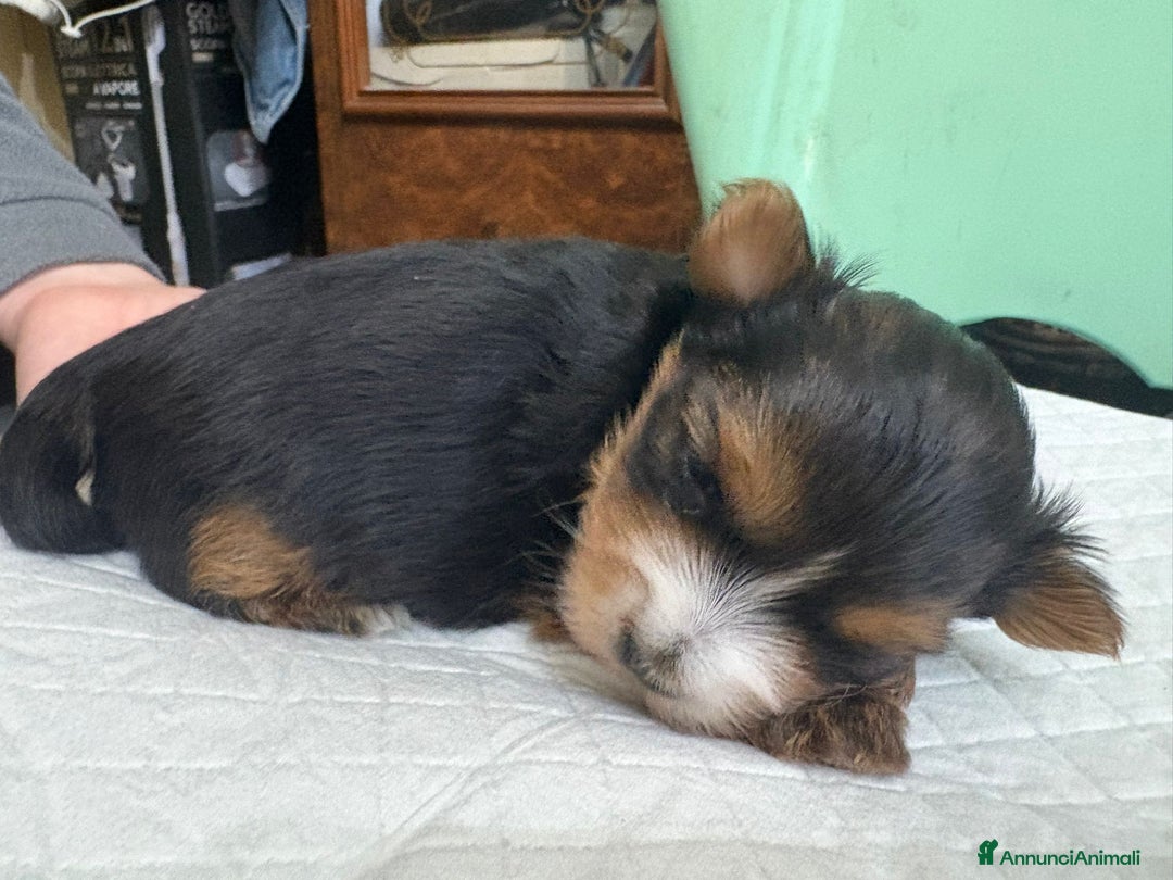 Yorkshire cani in vendita: Yorkshire terrier  - Annuncio 1