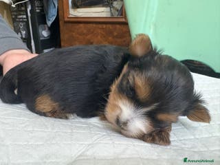 Yorkshire cani Yorkshire terrier - Annuncio 25