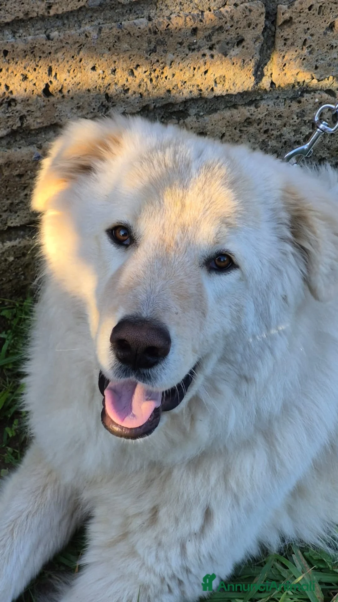 Pastore Maremmano cani in regalo: Pastore maremmano  - Annuncio 1