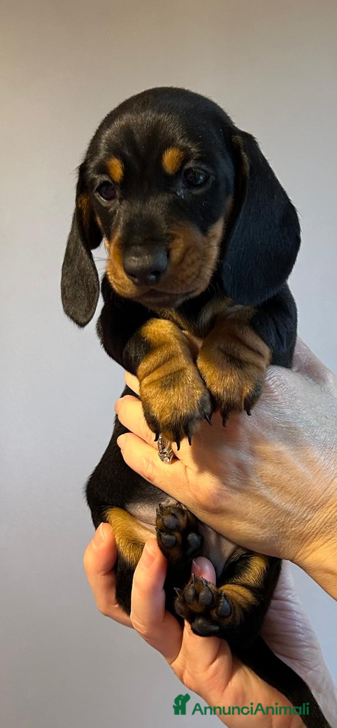 Bassotto cani in vendita: Bassotti Tedeschi Nani a Pelo Corto-Pedigree  - Annuncio 28