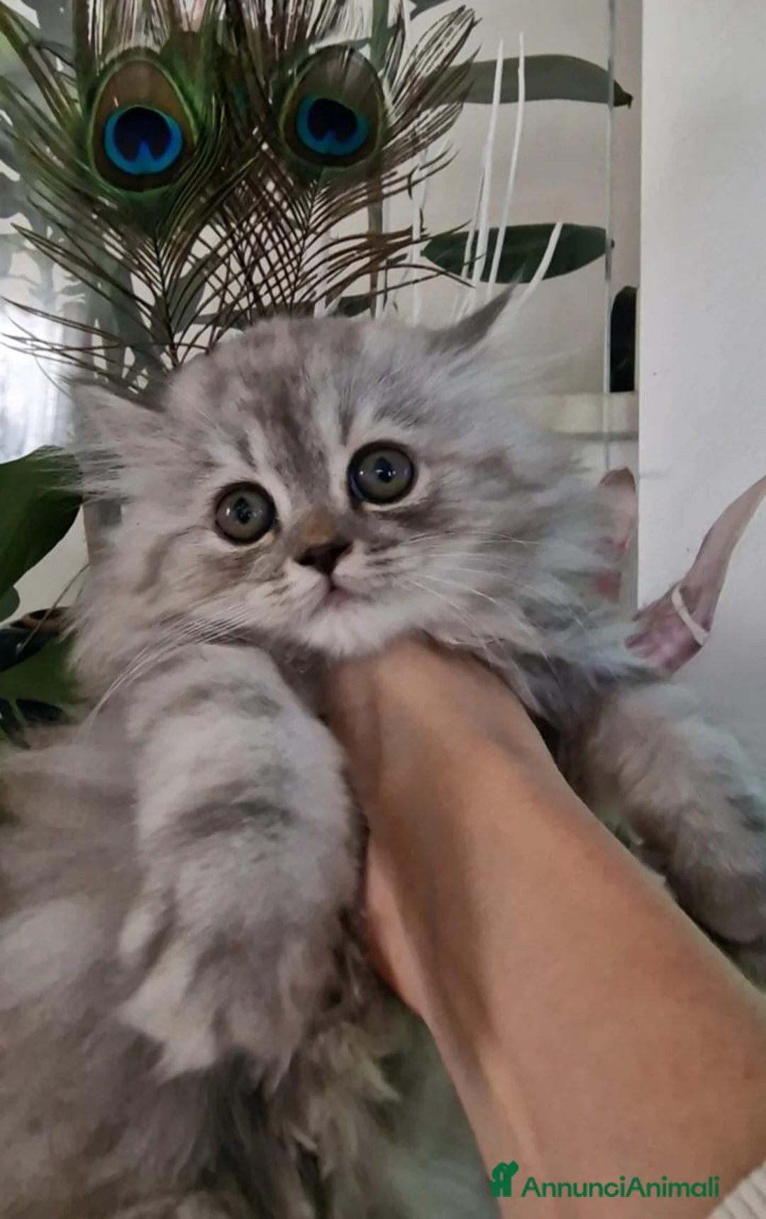 Persiano gatti in vendita: Gattina persiana silver shaded cucciola - Annuncio 1