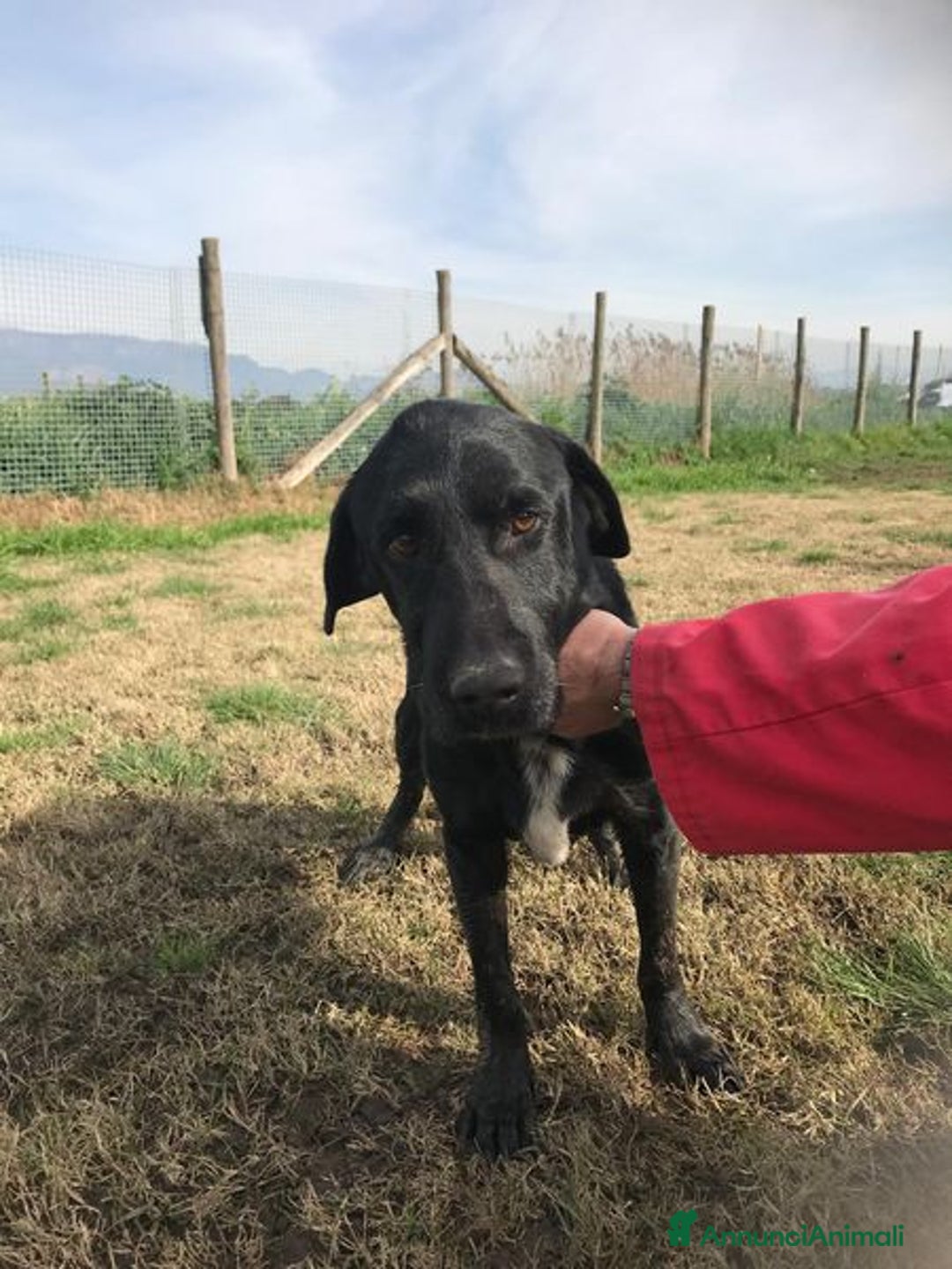 Meticcio cani in regalo: Santo, il suo nome lo descrive in pieno a Provincia di Latina - Annuncio 3