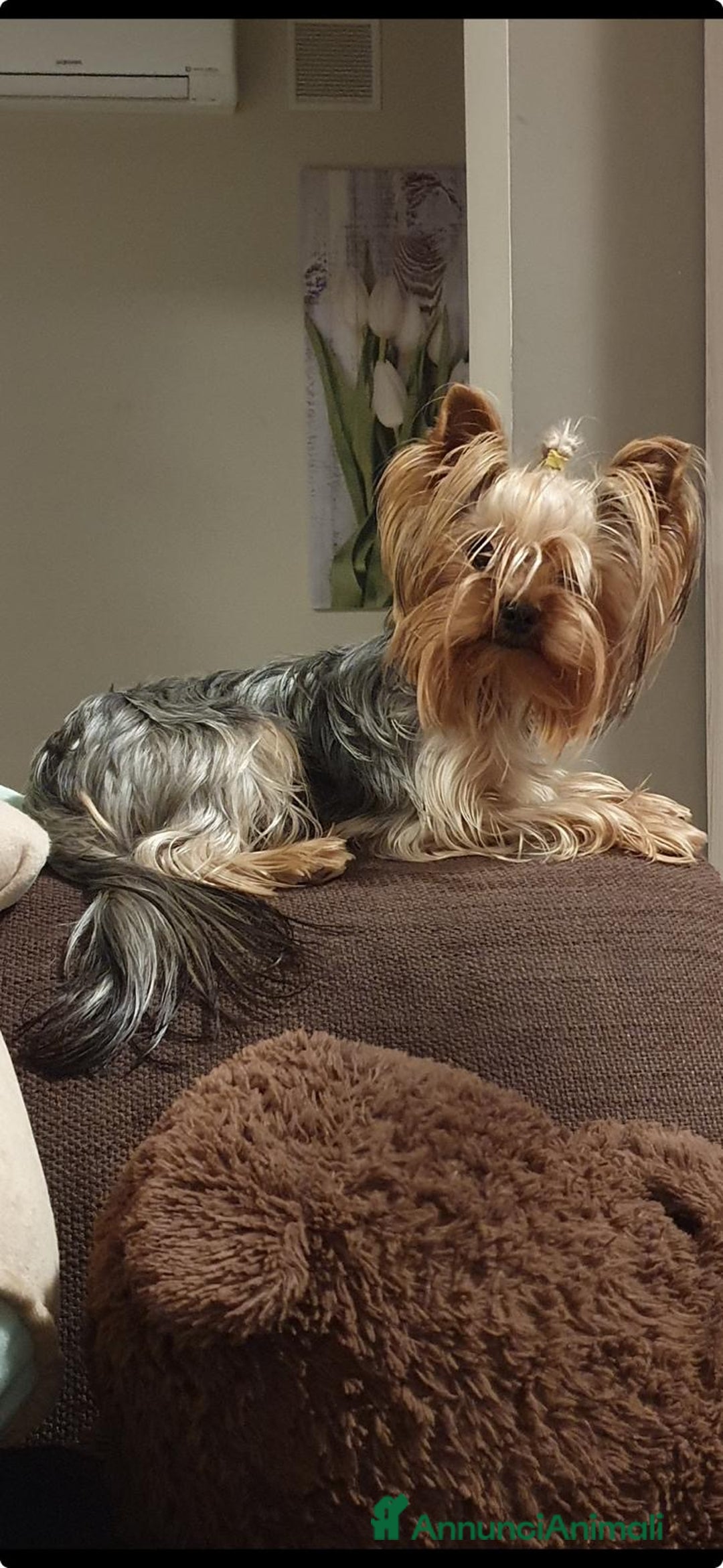 Yorkshire cani in vendita: Yorkshire con pedigree  - Annuncio 7