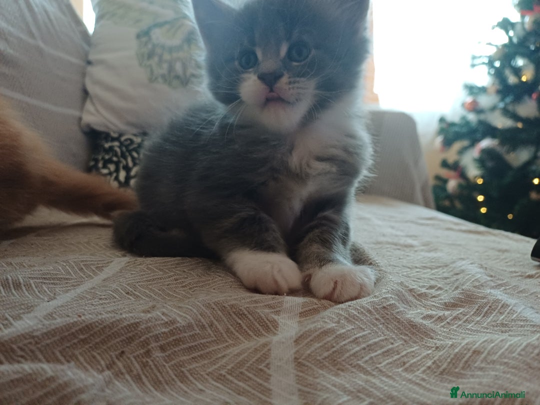 Maine Coon gatti in vendita: Cuccioli Maine Coon - Annuncio 4