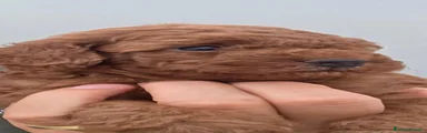 Barboncino 2