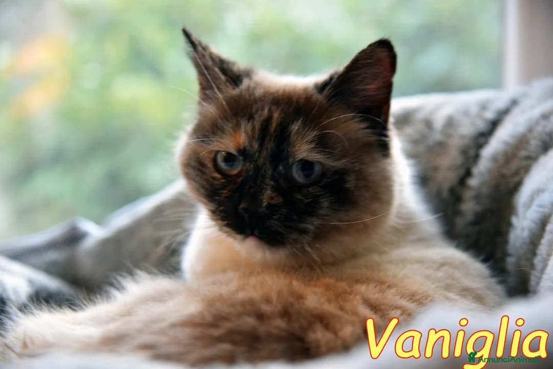 Siamese gatti in regalo: VANIGLIA BELLISSIMA SIMILSIAMESE - Annuncio 3