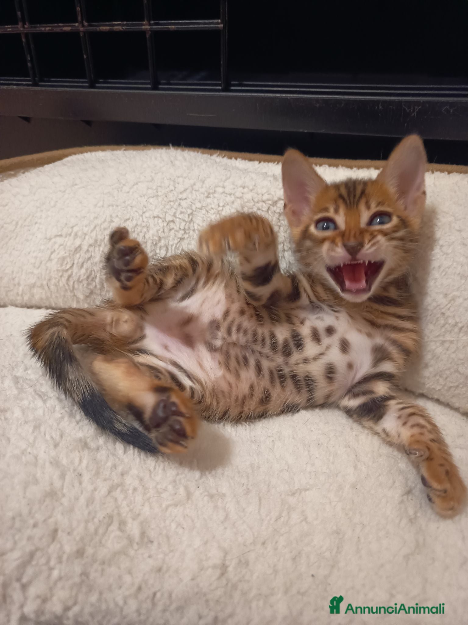 Bengala gatti le meraviglie di Selected Breed  - Annuncio 28